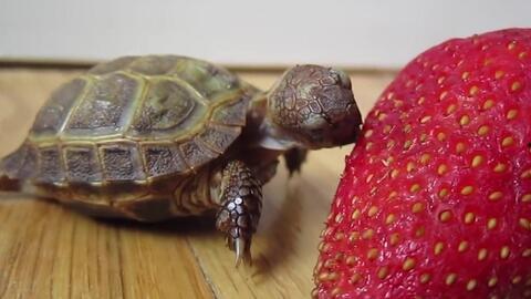 瓜蒌子的瓜牛可以吃吗,安全与营养并重