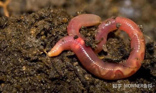 蚯蚓喜欢吃粉甜的瓜吗,探究蚯蚓对粉甜瓜果的偏好与习性