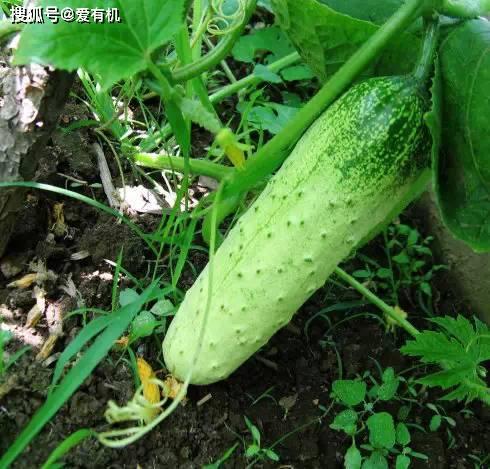 旱瓜怎么吃,解锁健康美味新选择