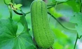 秋后吃三瓜的好处,三瓜助力健康生活