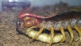 沙鼠可以吃瓜吗,揭秘它们能否享用瓜果美味