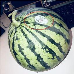 网红月月吃瓜,揭秘网红背后的真实生活