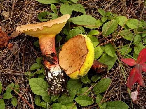 吃瓜野生菌,吃瓜者的野生菌之旅