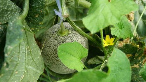 吃瓜一个很大的瓜,一场震惊众人的秘密风暴