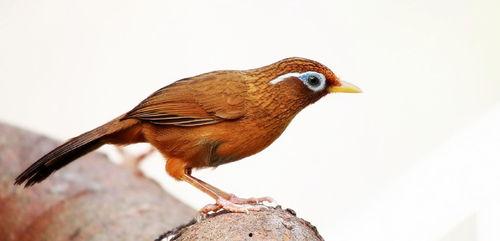 土画眉吃瓜么,一场与自然的亲密邂逅