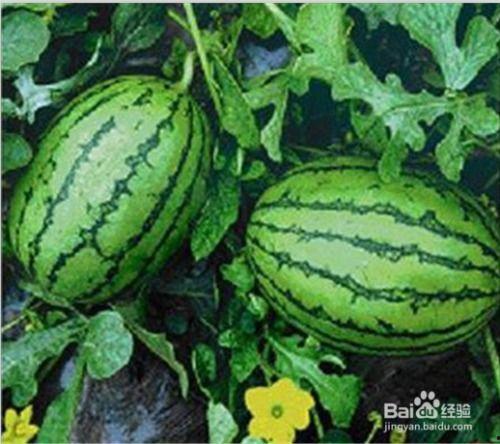 吃西瓜出来的瓜,一场甜蜜的瓜果盛宴