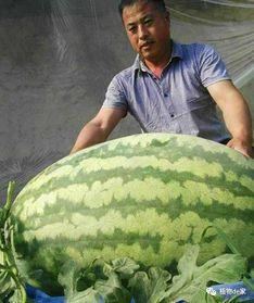 大瓜头怎样吃,解锁多样吃法，尽享美味时光