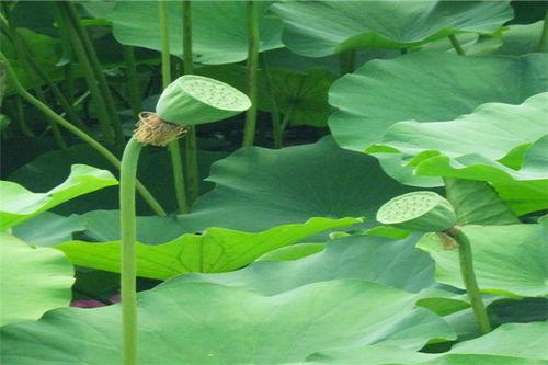 什么瓜吃虫子,揭秘植物如何“捕食”昆虫