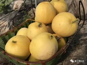 鸭蛋群众吃瓜视频,揭秘网络红人的幕后生活