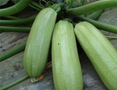 有没有好多瓜可以吃