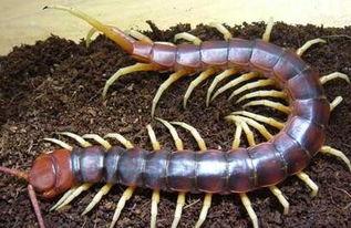 吃瓜蜈蚣,揭秘神秘生物的奇妙世界