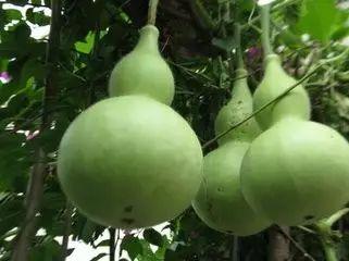 吃恶心的瓜,揭秘那些让人反胃的“恶心瓜”事件