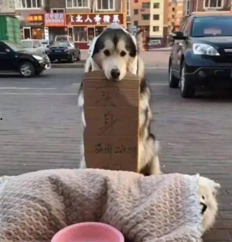 狗狗当吃瓜群众,揭秘娱乐圈的“吃瓜”风云